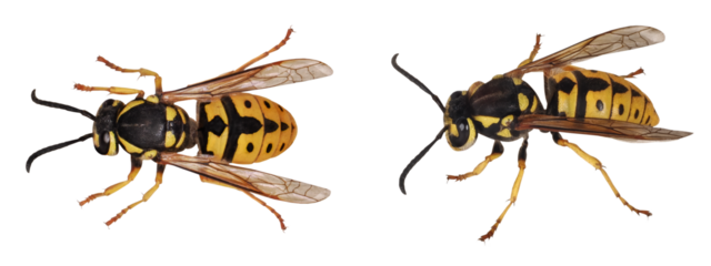 Wasp (Vespula vulgaris - germanica), isolated on transparent background