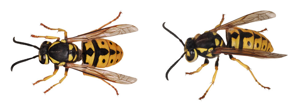 European wasp (Vespula germanica), isolated on transparent background