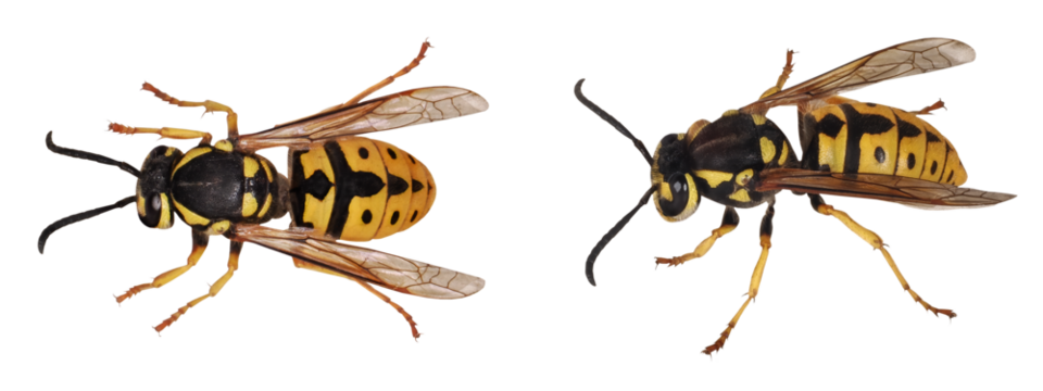 Wasp (Vespula vulgaris - germanica), isolated on transparent background