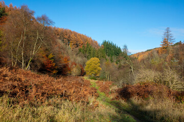Fototapeta premium Autumnal scene showing a wide variety of trees, Hamsterley Forest, County Durham, England, UK.