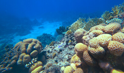 Amazing  coral reef and fish - 722946043