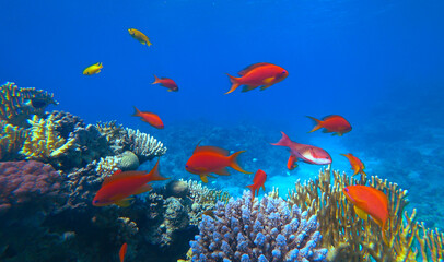 Obraz na płótnie Canvas Amazing coral reef and fish