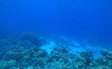 Fototapeta na wymiar Amazing coral reef and fish