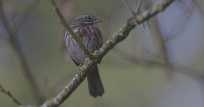 Ungraded 4k closeup footage of a song sparrow perched on a tree branch on a cloudy day in Puyallup, Washington.