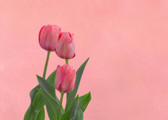 Pink tulips isolated on pink background. Flowers  bouquet for congratulations on birthdays, weddings, holidays.