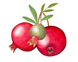 Hand drawn ripe pomegranates, watercolor illustration