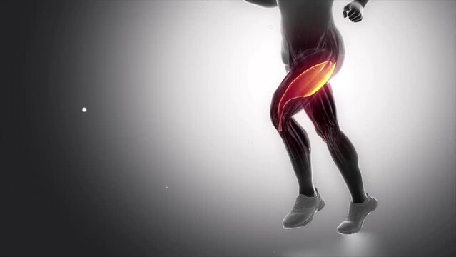 vastus lateralis - leg muscles anatomy 3d animation