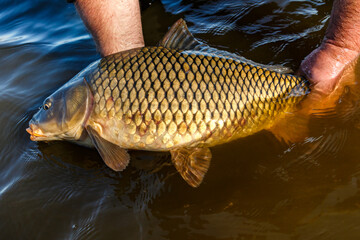 Carpfishing session at the Lake.Large carp fish being released back into the lake water after being...