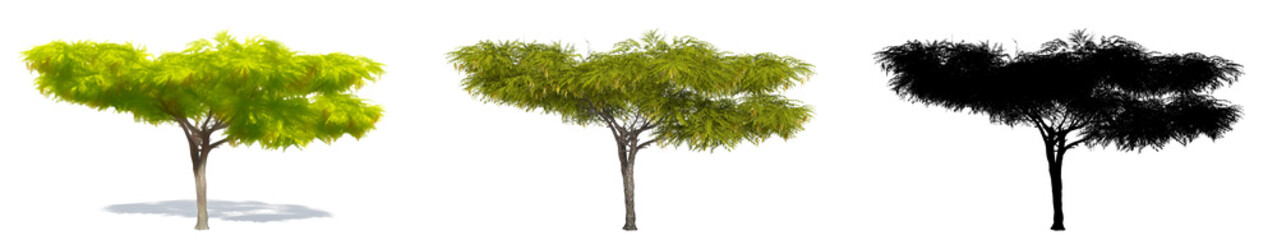 Set or collection of Honey Mesquite trees, painted, natural and as a black silhouette on white background. Concept or conceptual 3d illustration for nature, ecology and conservation, strength, beauty