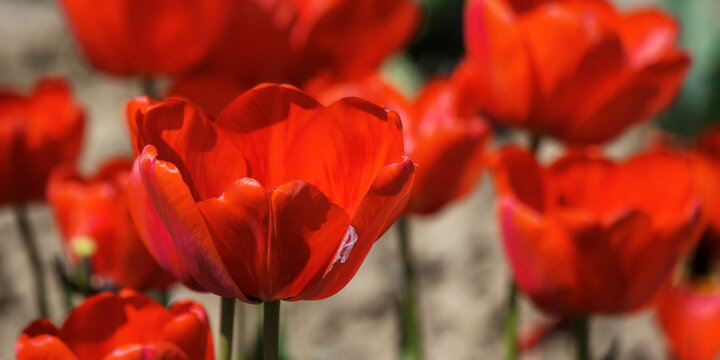 closeup of red tulip flowers in the garden. romantic outdoor nature background