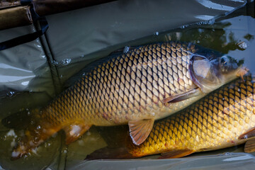 Carpfishing session at the Lake.Carp Angling.Live carp in a swing caught by sunrise.Big common carp...