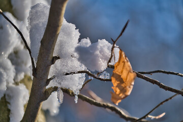 Branches, twigs covered with snow, detailed view of a winter landscape
​