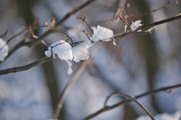 Branches, twigs covered with snow, detailed view of a winter landscape
​