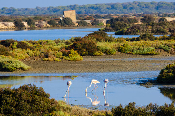 Flamenco de pie comiendo en el agua. © Javier