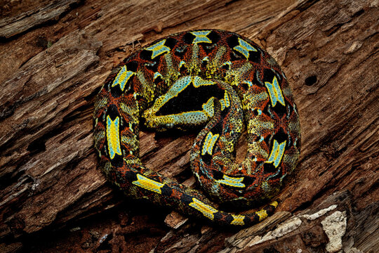 Rhinoceros Viper (Bitis nasicornis), also called River Jack, brightly coloured venomous snake that inhabits rainforests and swamps of West and Central Africa.