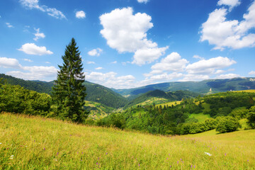 mountainous carpathian countryside scenery in summer. spruce tree on the grassy alpine hill. summer...