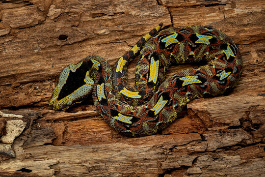 Rhinoceros Viper (Bitis nasicornis), also called River Jack, brightly coloured venomous snake that inhabits rainforests and swamps of West and Central Africa.