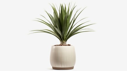 A plant in a white vase placed on a white surface. Suitable for home decor or interior design projects