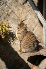 日向ぼっこする猫