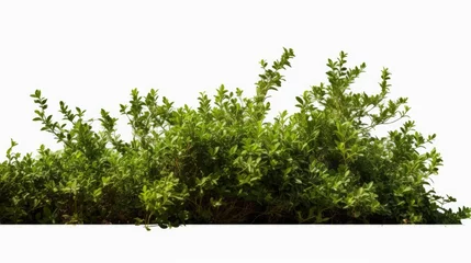 Foto op Aluminium A bush of green leaves on a white background. Suitable for nature, gardening, or environmental concepts © Fotograf