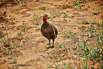Reise durch Afrika. Tiere in ihrer natürlichen wilden Umgebung.