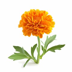 Perfect Marigold Flower