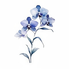 Blue White Flower on White Background