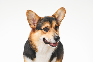 Pembroke Welsh Corgi portrait isolated on white studio background with copy space, purebred dog