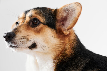 Pembroke Welsh Corgi portrait isolated on white studio background with copy space, purebred dog