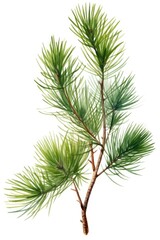 A beautiful watercolor painting of a pine tree branch. Perfect for nature lovers and art enthusiasts alike