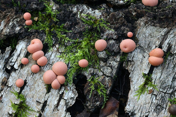 Wolf's milk, Lycogala epidendrum, commonly known as groening's slime mold, aethalia or fruiting...