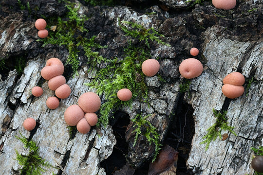 Wolf's milk, Lycogala epidendrum, commonly known as groening's slime mold, aethalia or fruiting bodies on decaying wood