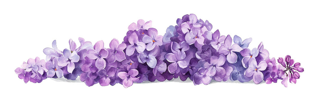 lilac flowers, horizontal composition