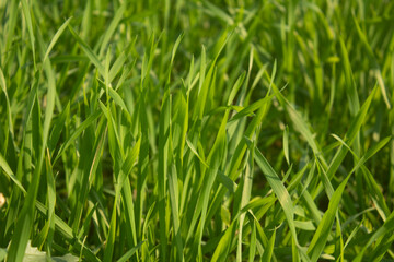 Fototapeta na wymiar Green wheat grass background, close-up, shallow depth of field.