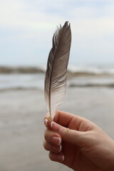 feather found at the beach