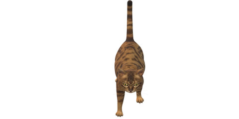 Cat isolated on a Transparent Background
