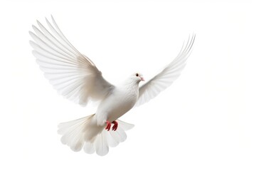Obraz premium A white dove gracefully soaring through the air with its wings outstretched. Perfect for symbolizing peace and freedom. Ideal for use in inspirational projects or nature-themed designs