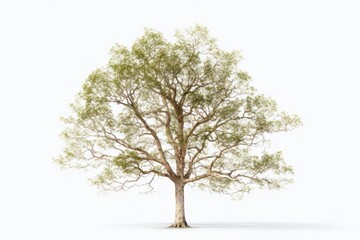 A picture of a large tree with lush green leaves against a white background. Can be used for various purposes
