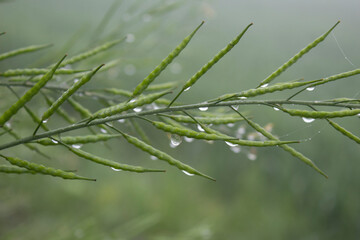 Dew droplets on green mustard pod in the morning. Nature background.