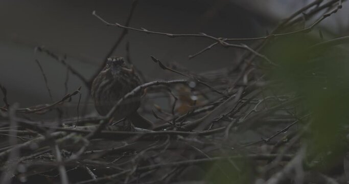 Ungraded closeup footage of a Song Sparrow perched on a tree branch on a dark, overcast morning in Puyallup, Washington.