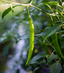 Green chilli in the garden, organic green chilli growing on chilli tree