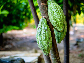 Unripe Cacao pods grow on trees. The cocoa tree ( Theobroma cacao ) with fruits, Green cacao raw cacao tree plant fruit plantation