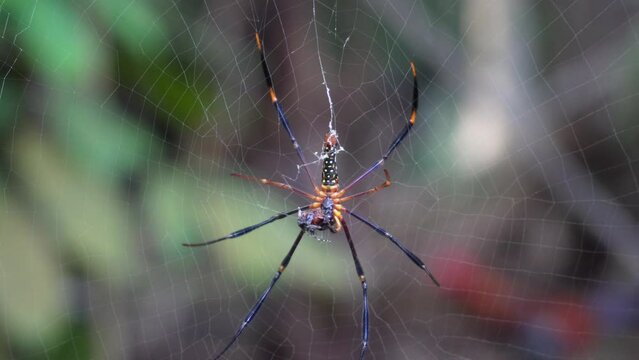 4K video of spider eat for Halloween, the spider knits a web, eats a insect and other scary poses.
