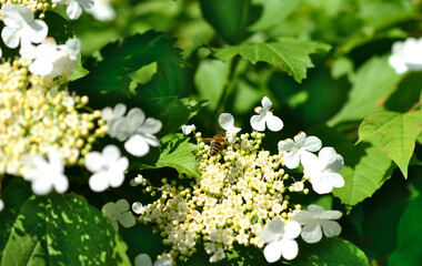 honey bee collecting nectar from blooming viburnum