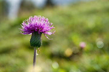 Magic blooming purple thistle against greeen field. Beautiful bokeh effect with shallow depth of field.