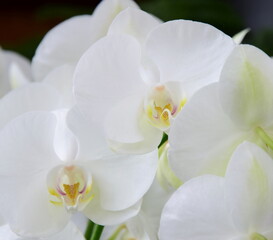 Fototapeta na wymiar White Orchids - Phalaenopsis
