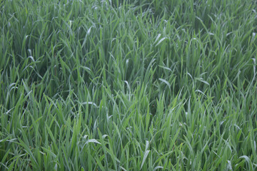 Naklejka na ściany i meble Green wheat plants in the field, close up of green wheat plants background.