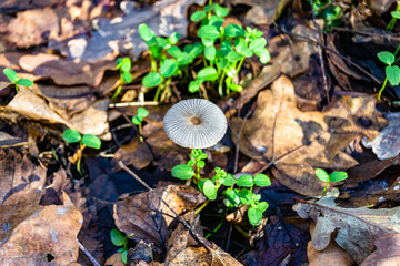 Photography to theme large beautiful poisonous mushroom in forest on leaves background