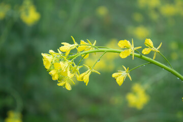 Mustard flower blossoms in the field, closeup of photo.