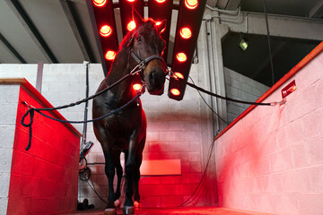 A horse faces the camera while infrared lamps provide a therapeutic heat treatment, aiding in...